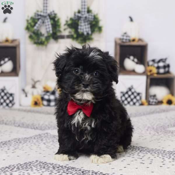 Buster, Havapoo Puppy